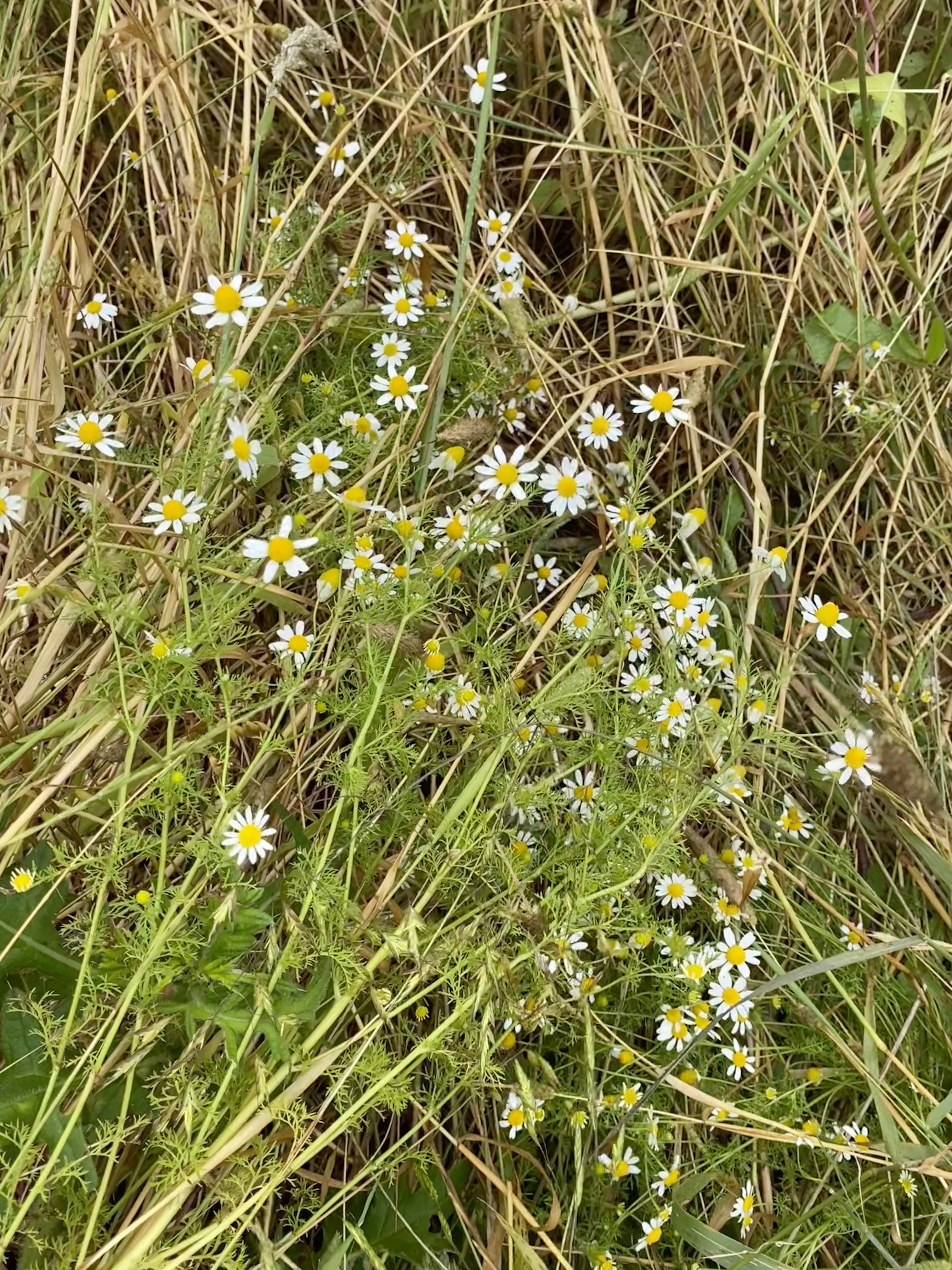 Flower 1
