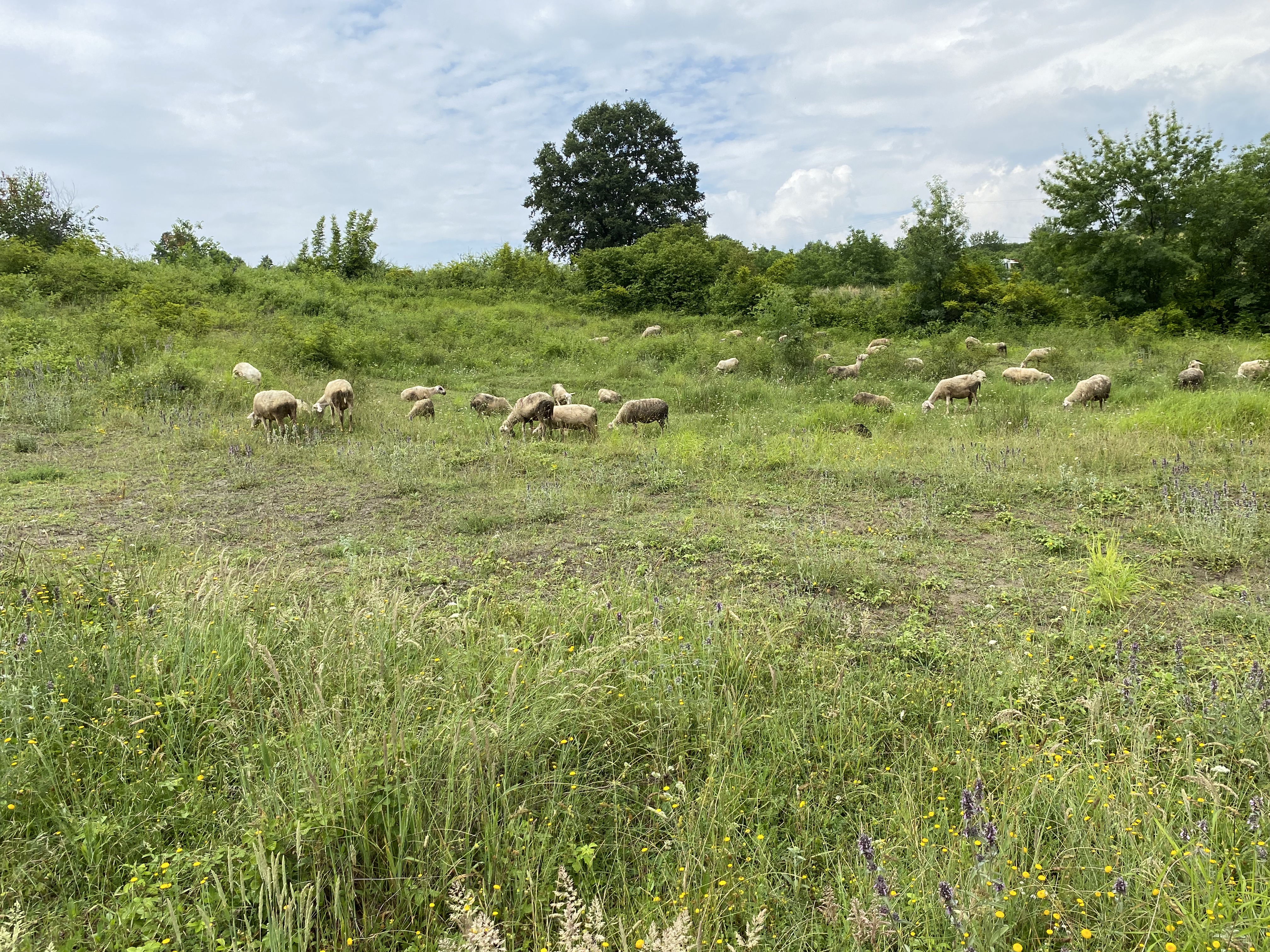 Sheep 2