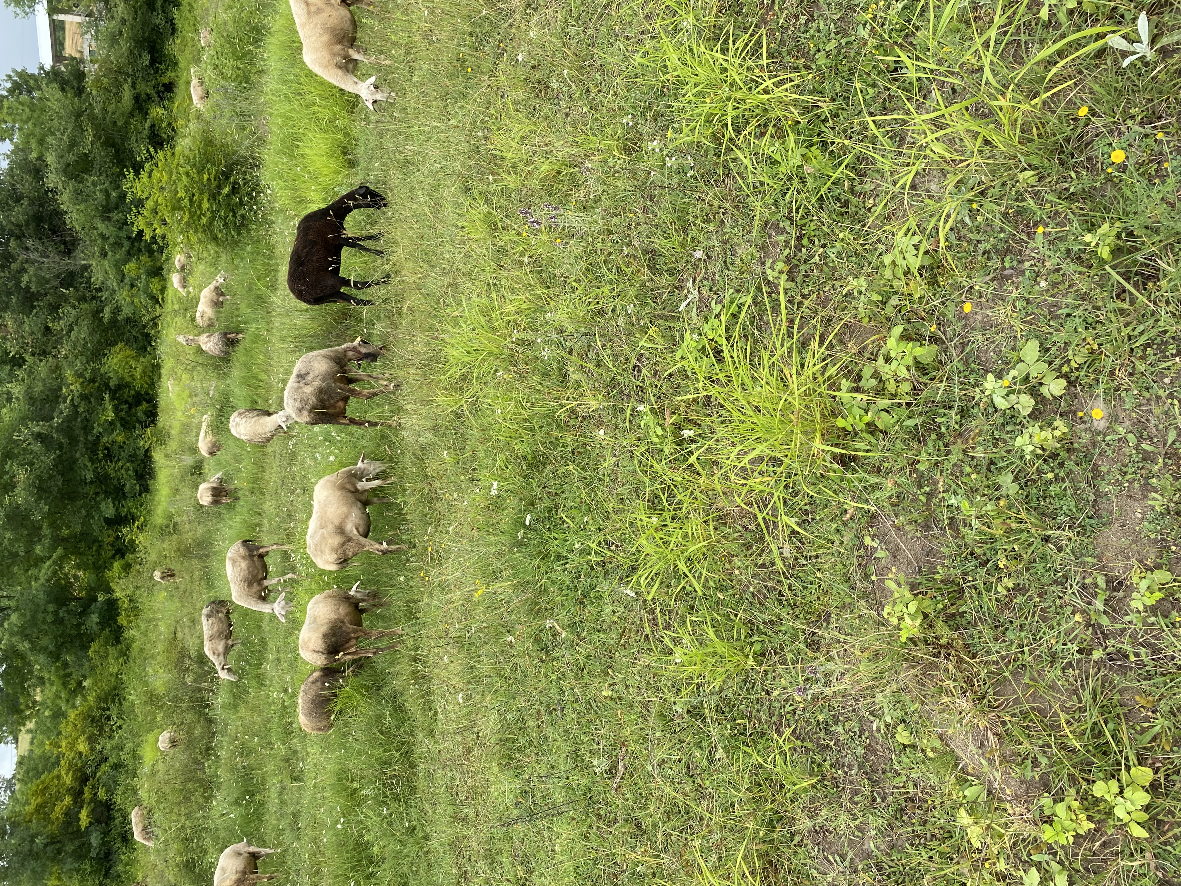 Sheep 3