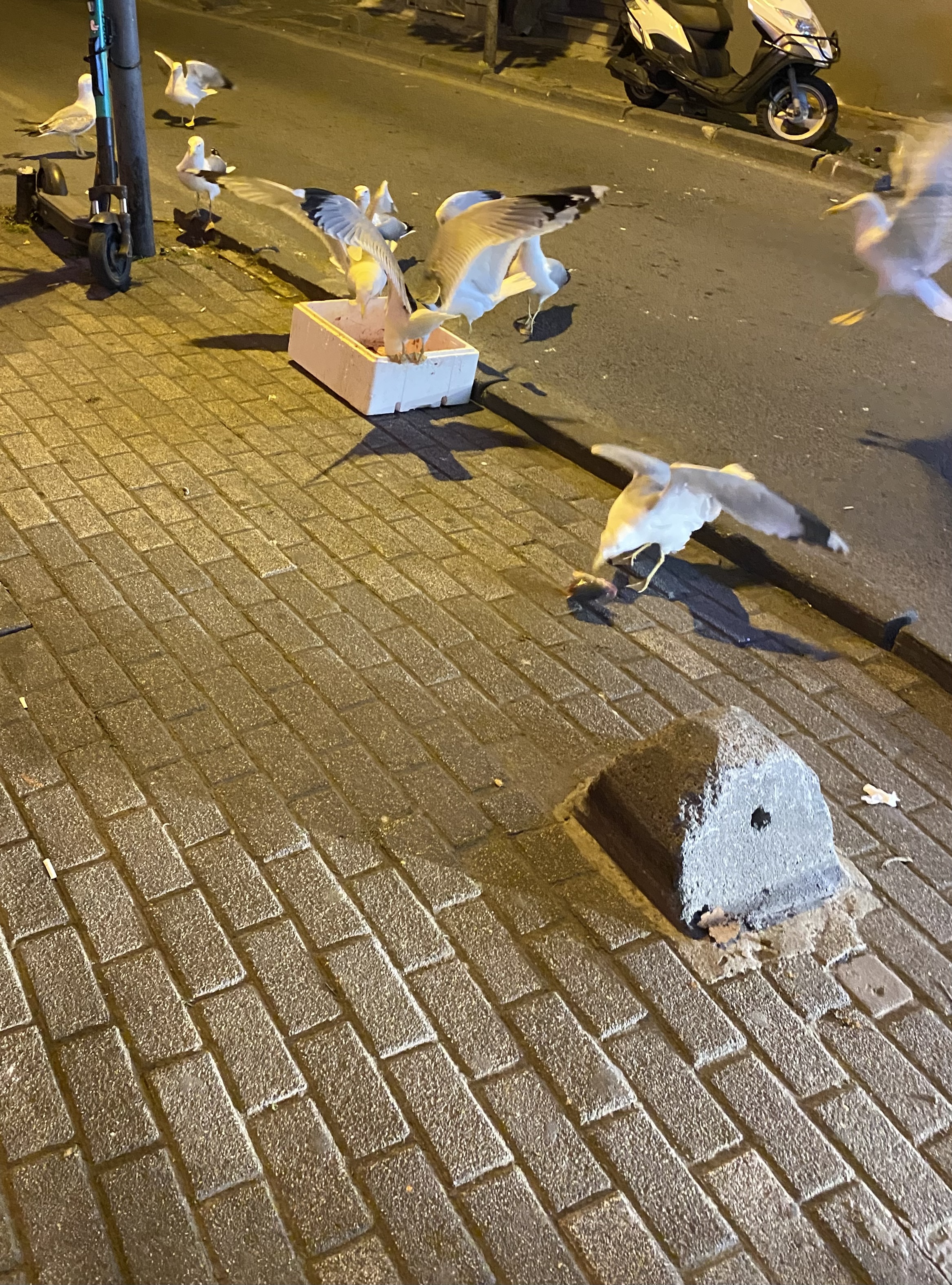 Gulls eating fish, 1