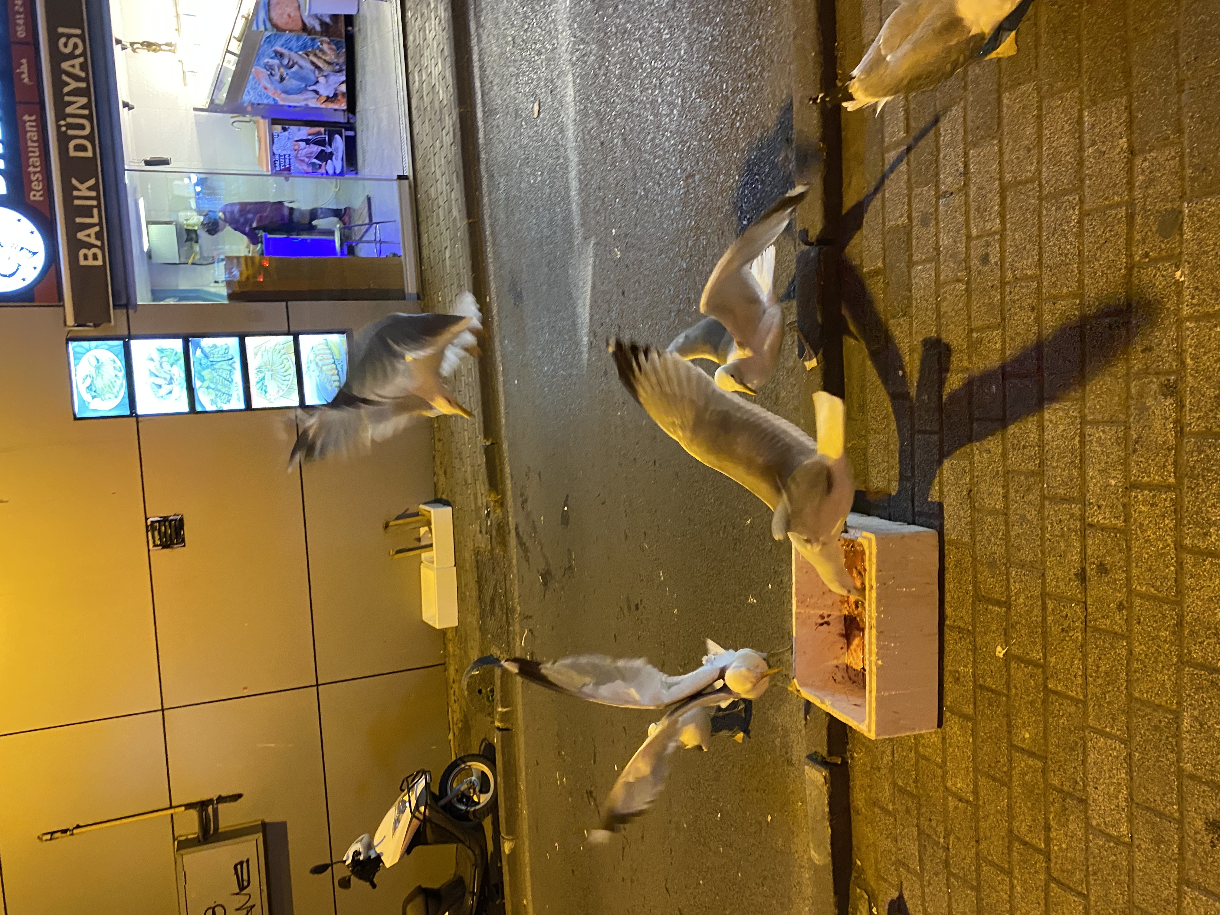 Gulls eating fish, 2